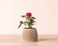 Small planters - Wood based - Plastic free - Vorte